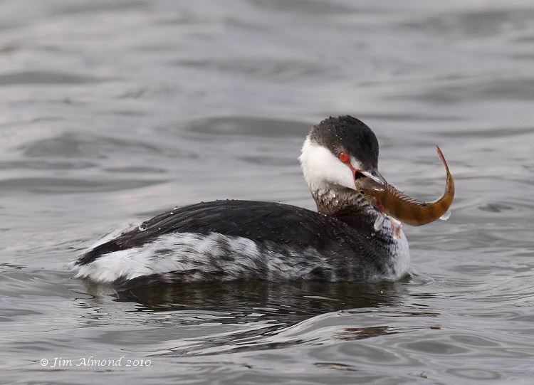 Slavonian Grebe with perch cu  Grimley IMG_8513